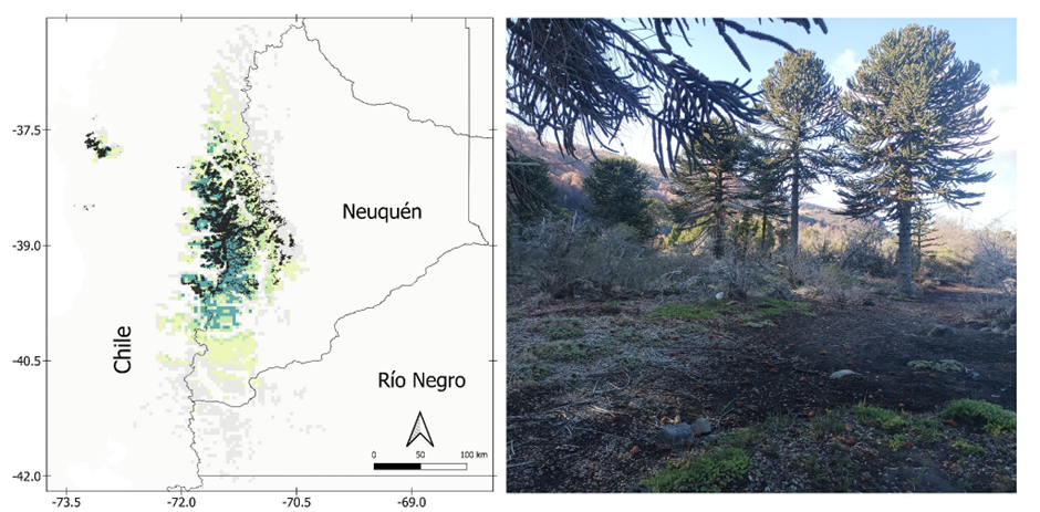 Figura 1. Distribución del pehuén en el Noroeste de Patagonia y centro de Chile.